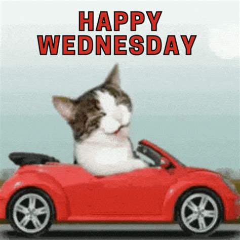 wednesday funny gif|hilarious happy wednesday images.